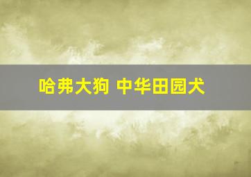 哈弗大狗 中华田园犬